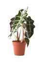 Alocasia Polly Royalty Free Stock Photo