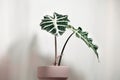 Alocasia Polly