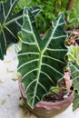 Alocasia Polly , Kris Plant or Elephant Ear. Royalty Free Stock Photo