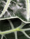 Alocasia Polly. Alocasia leaves. Floral background with green leaves