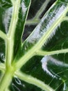 Alocasia Polly. Alocasia leaves. Floral background with green leaves