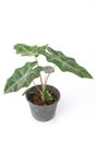 Alocasia polly plant in black pot isolated on white background. Royalty Free Stock Photo