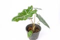 Alocasia polly plant in black pot isolated on white background. Royalty Free Stock Photo
