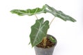 Alocasia polly plant in black pot isolated on white background. Royalty Free Stock Photo