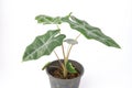 Alocasia polly plant in black pot isolated on white background. Royalty Free Stock Photo