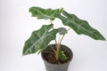 Alocasia polly plant in black pot isolated on white background. Royalty Free Stock Photo