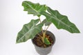 Alocasia polly plant in black pot isolated on white background. Royalty Free Stock Photo