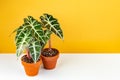 Alocasia Polly potted in terracota ceramic planter