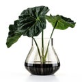 The Majestic Alocasia Polly: A Must-Have Houseplant