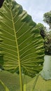 Alocasia portora close up photo of beautiful and natural wide green leaves Royalty Free Stock Photo