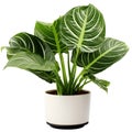Alocasia potted in white modern ceramic plant pot. Isolated houseplant on transparent background. Generative AI