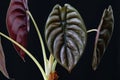 Alocasia Red Secret potted house plant Royalty Free Stock Photo