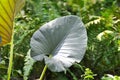 Alocasia Regal Shield ,Alocasia plant Royalty Free Stock Photo