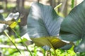 Alocasia Regal Shield ,Alocasia plant Royalty Free Stock Photo