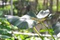 Alocasia Regal Shield ,Alocasia plant Royalty Free Stock Photo