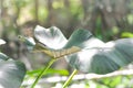 Alocasia Regal Shield ,Alocasia plant Royalty Free Stock Photo