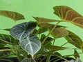 Alocasia reginula black velvet flower, the tropical foliage plant Royalty Free Stock Photo