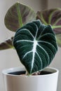 Alocasia reginula `black velvet` leaf.