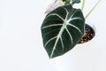 Alocasia reginula `black velvet` leaf. Royalty Free Stock Photo