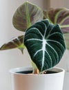 Alocasia reginula `black velvet` leaf