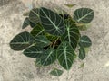 Alocasia reginula black velvet plant, dark green leaves Royalty Free Stock Photo