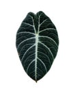 Alocasia reginula black velvet plant, jewel alocasia leaf isolated on white background Royalty Free Stock Photo