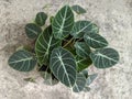 Alocasia reginula black velvet plant  top view shot Royalty Free Stock Photo