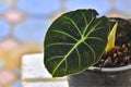 Alocasia reginula Black Velvet