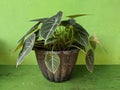Alocasia reginula black velvet in pots elephant ear or kris plant