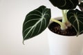 Alocasia reginula `black velvet` on white background.