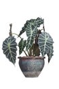 Alocasia sanderiana bull in pot isolated on white background.