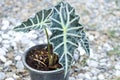 Alocasia, Alocasia Sanderiana Bull