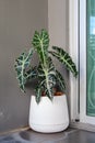 The  Alocasia sanderiana Bull in the white plastic pot Royalty Free Stock Photo