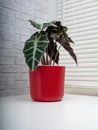 Alocasia Sanderiana, commonly known as the kris plant Royalty Free Stock Photo