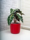 Alocasia Sanderiana, commonly known as the kris plant