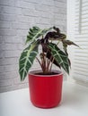 Alocasia Sanderiana, commonly known as the kris plant Royalty Free Stock Photo