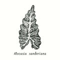 Alocasia sanderiana kris plant leaf. Ink black and white doodle drawing