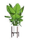 Alocasia. A trendy houseplant. Modern flower pot. Plant vase. Plant growing. Vector illustration Royalty Free Stock Photo