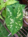 Alocasia & x27;Hilo Beauty& x27;. Caladium Praetermissum. Elephant ear plant. Heart-shape green leaf with camouflage pattern.