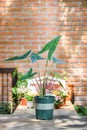 Alocasia zebrina in green pot Royalty Free Stock Photo