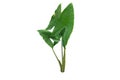 Alocasia zebrina houseplant Royalty Free Stock Photo