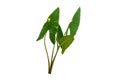 Alocasia zebrina houseplant Royalty Free Stock Photo