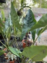 Alocasia zebrina plant in the garden