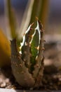 Aloe aculeata Succulent Macro