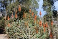 African Aloe