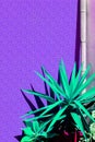 Aloe against a purple wall background. Stylish minimalist plant wallpapers. Very peri trends Royalty Free Stock Photo