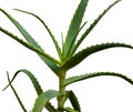 Aloe arborescens Royalty Free Stock Photo