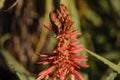 Aloe arborescens, commonly called octopus plant, acÃÂ­bar, savila, candelabra aloe or simply candelabra, is a species of the genus