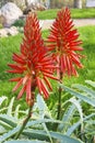 Aloe arborescens commonly known as Candelabra Aloe also called Krantz Aloe