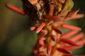 Flower of aloe arborescens, commonly called octopus plant, acÃÂ­bar, savila, aloe candelabra or candelabra